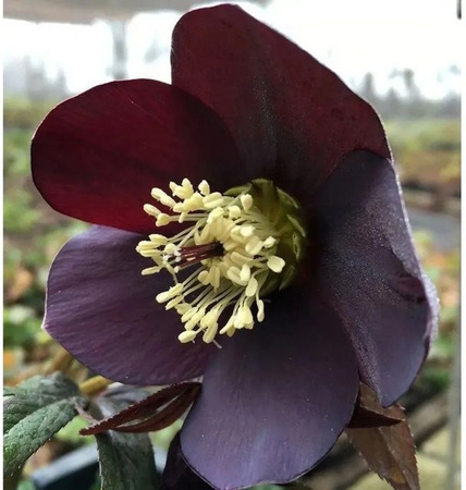 Christrose Lenzrose Ballard Helleborus orientalis als winterharte Staude im Topf