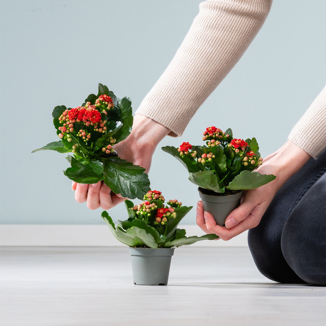 Kalanchoe Calandiva rote sternförmige Zimmerpflanze von BLUME2000, 3 Stück - Bild 1