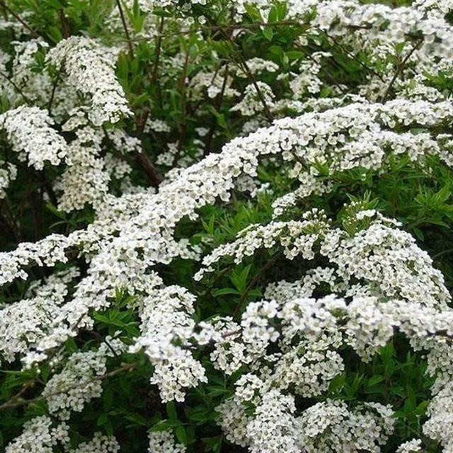Arborix Rispenspiere Grefsheim Spiraea cinerea reichblühender Zierstrauch im Container - Bild 1