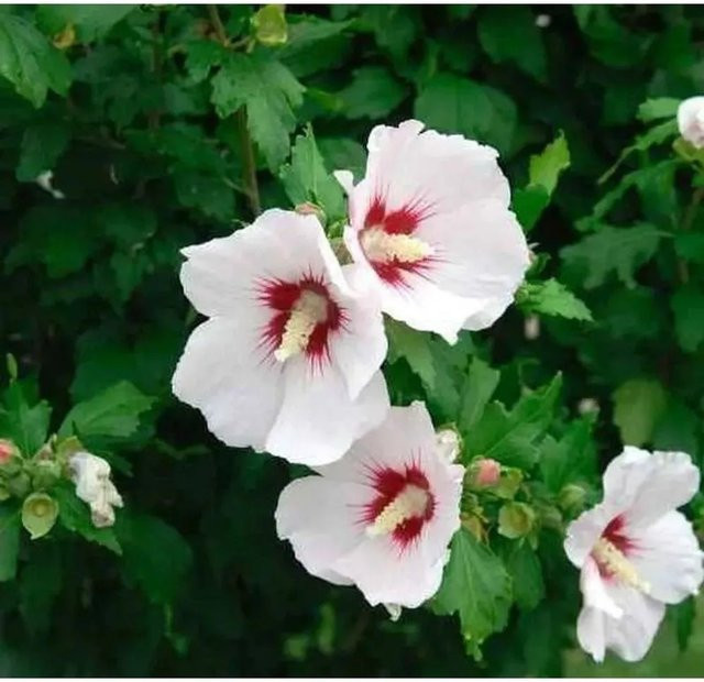 Garteneibisch Hibiscus Helen als Gartenstrauch mit einer Höhe von 80-100 cm - Bild 1