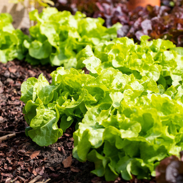 BIO Pflücksalat von BLUME2000, 3 Stück (Gesamtgewicht: 90 g) - Bild 1