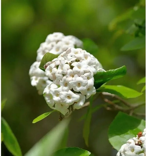 Osterschneeball Viburnum burkwoodii Anne Russell, weißer Zierstrauch, Höhe: 30-40 cm - Bild 1