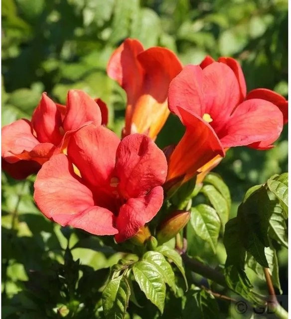 Trompetenblume Flamenco Campsis radicans Kletterpflanze in rötlich-orange von Nr-01.de - Bild 1
