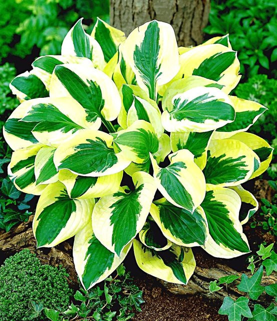 Riesen-Hosta Brim Cup Funkienpflanze - Bild 1