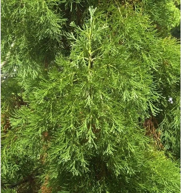 Kalifornischer Mammutbaum Sequoiadendron giganteum von Nr-01.de, Farbe: Grün - Bild 1