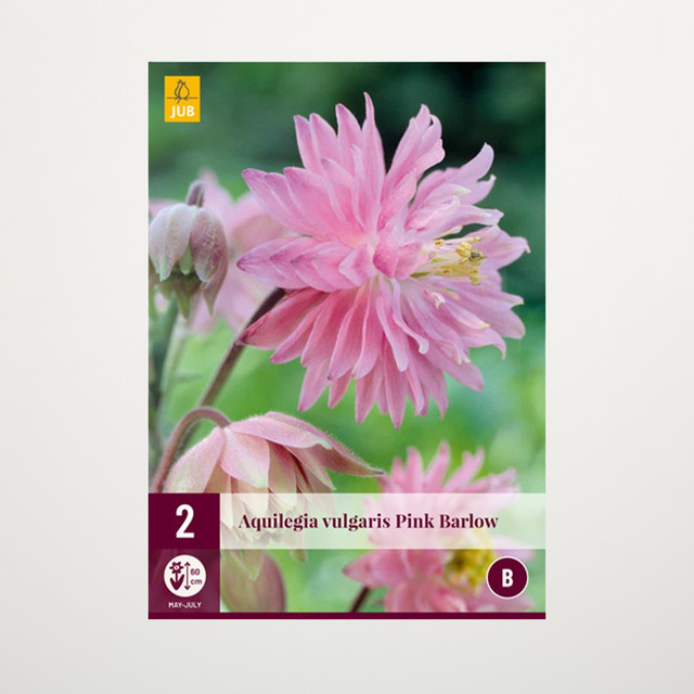 Gefüllte Akelei Pink Barlow von BLUME2000 mit 2 Knollen - Bild 1