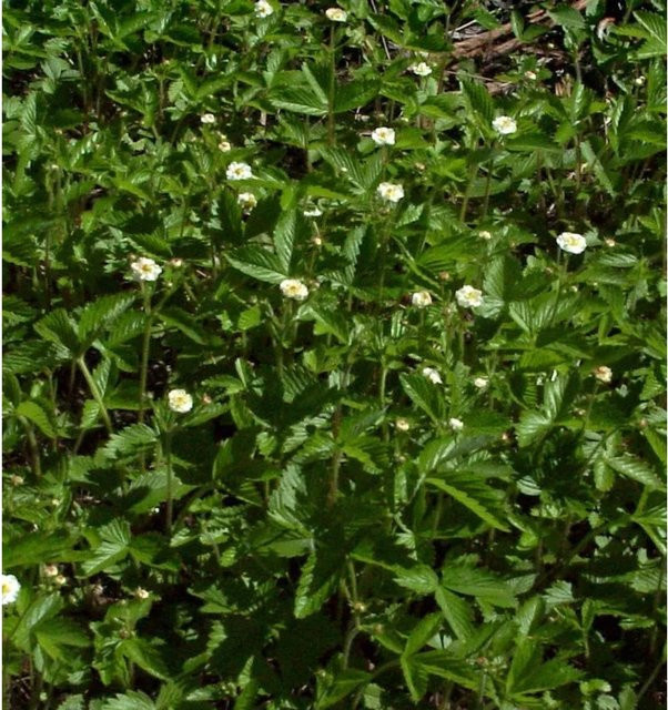 Walderdbeere Blanc Ameliore Fragaria vesca von Nr-01.de - Bild 1