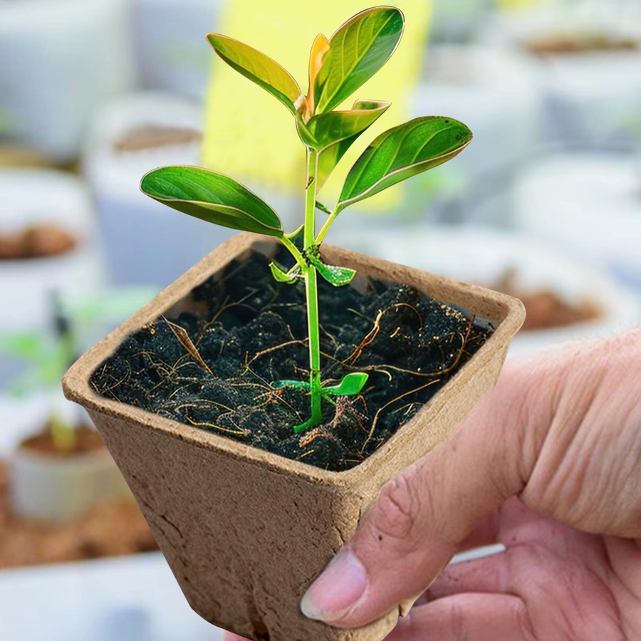 Biologisch abbaubare Torftöpfe aus Zellstoff als Pflanzenkeimungsbehälter für Sämlinge und die Gartenkeimung im Außenbereich - Bild 2