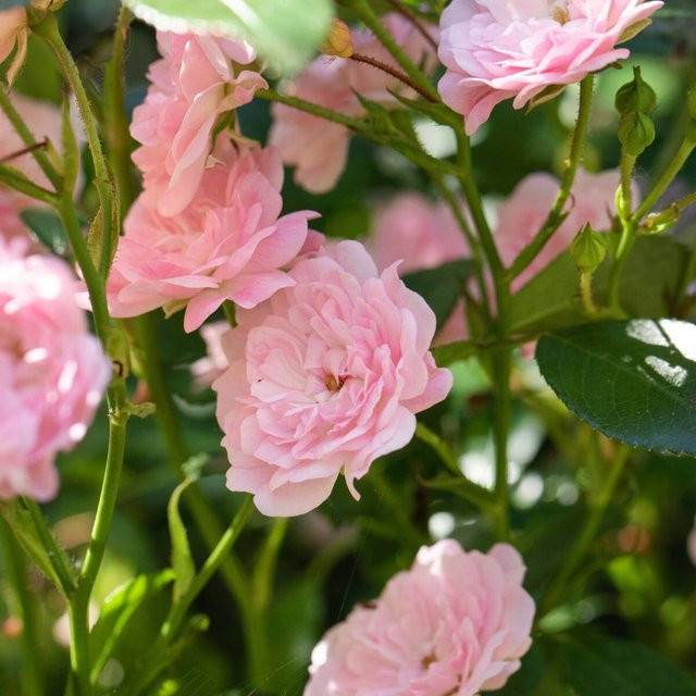 Bodendeckerrose The Rosa Fairy in Rosa von Mein schöner Garten Shop - Bild 1