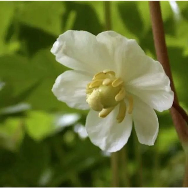 Amerikanischer Maiapfel Podophyllum peltatum Gartenstaude von Die Nr-01.de - Bild 1