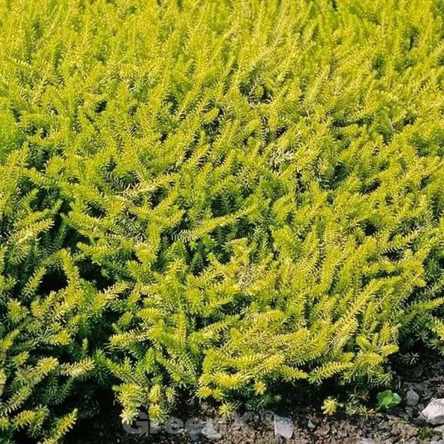 10x Winterheide Golden Starlet Erica carnea in Gold - Bild 1