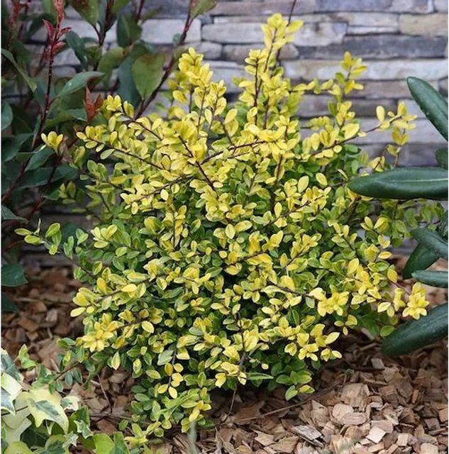 Gelbe Bergilex Stechpalme Ilex crenata als Heckenpflanze für den Garten, Höhe: 50-60 cm - Bild 1