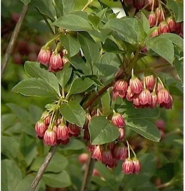 Enkianthus campanulatus Prachtglocke Red Bells roter Strauch Höhe: 60-80 cm - Bild 1