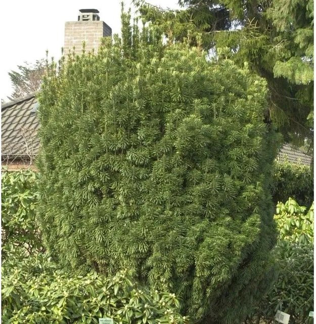 Cephalotaxus harringtonia Fastigiata Kopfeibe von Nr-01.de in Grün, 40-50 cm - Bild 1