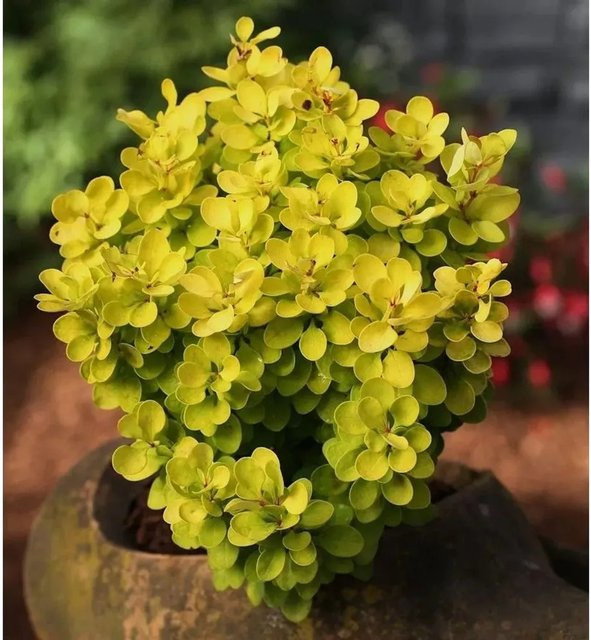 Berberis thunbergii Golden Rocket Heckenpflanze in Gold und Orange, Höhe: 15-20 cm - Bild 1