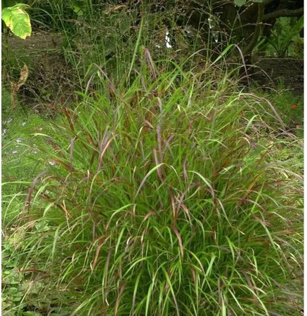 Panicum virgatum Rutenhirse Sangria im Topf von Nr-01.de, mehrjährige Zierpflanze in Grün und Rot
