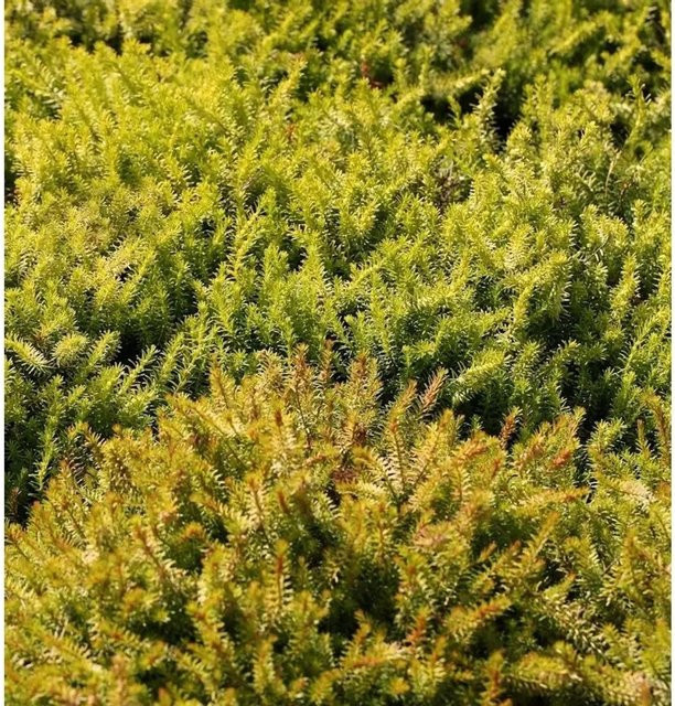 10x Winterheide Nadja Erica carnea als winterharte Staude für deinen Balkon - Bild 1
