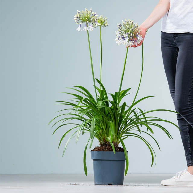 Agapanthus africanus Schmucklilie Fireworks von BLUME2000 als mehrjährige Zierpflanze - Bild 1