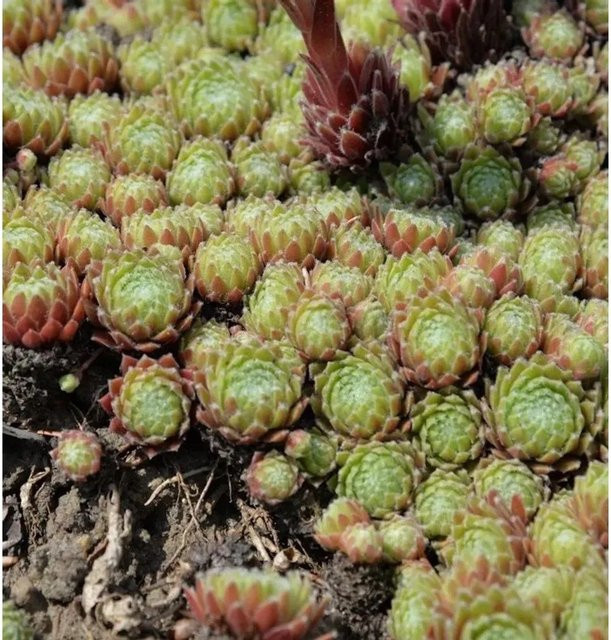 Feldmaier Hauswurz Sempervivum cultorum grüne Gartenstaude - Bild 1