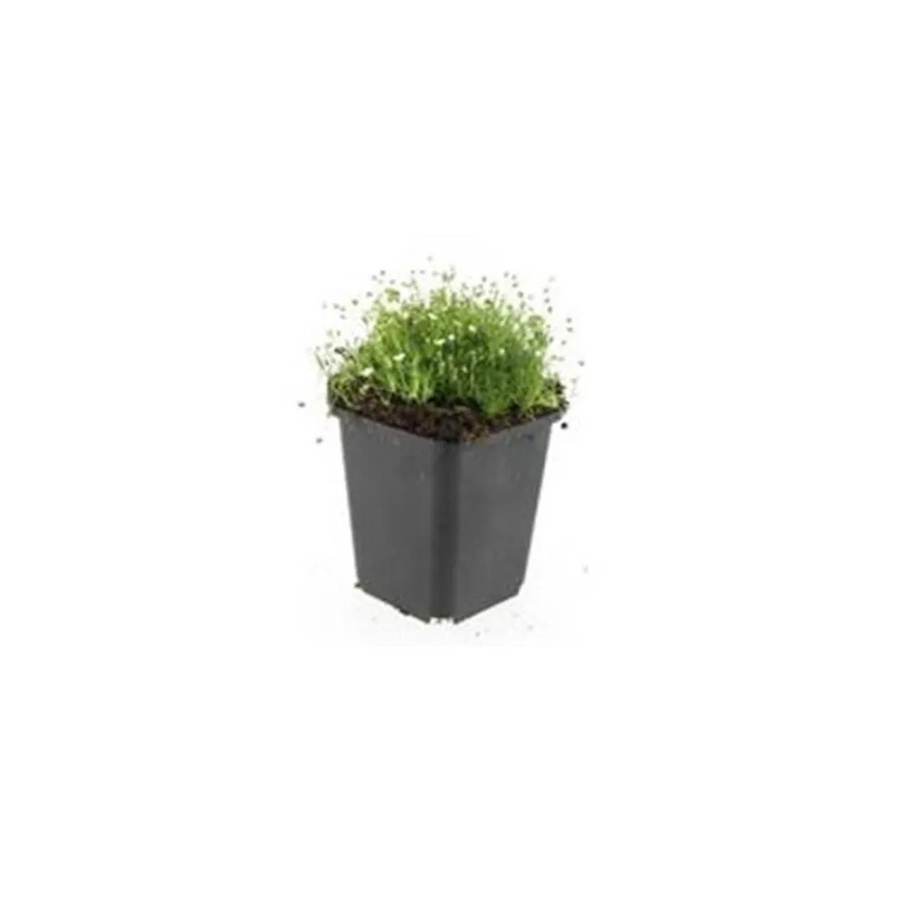 Exotenherz Sternmoos Sagina Subulata Bodendecker für den Steingarten, 60 Pflanzen im 9cm Topf - Bild 2