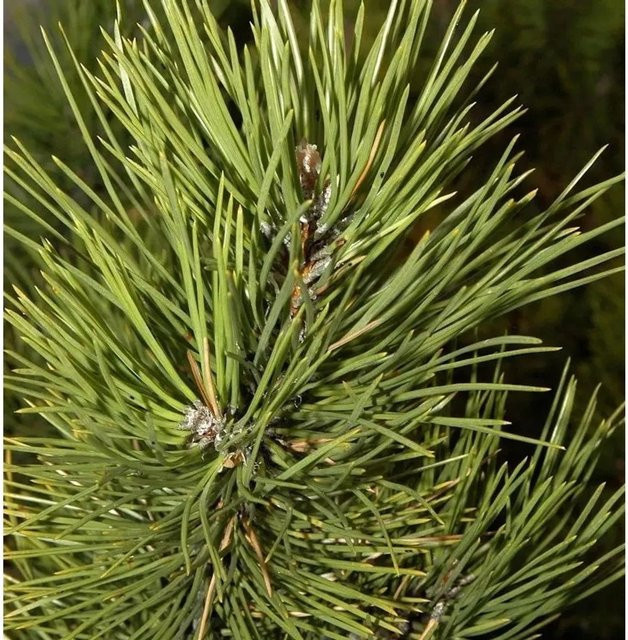 Österreichische Schwarzkiefer Pinus nigra von Nr-01.de, grün, Höhe: 45 cm - Bild 1