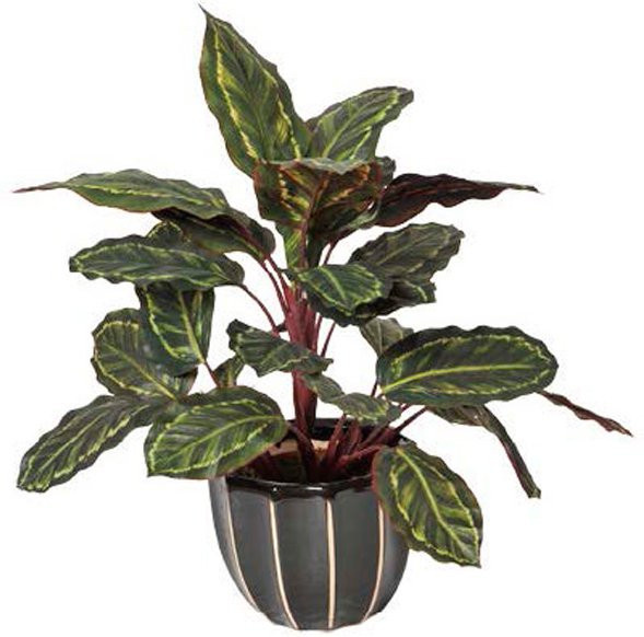 Intergard Kunstpflanze Calathea Cebra in Grün, Höhe: 50 cm - Bild 1