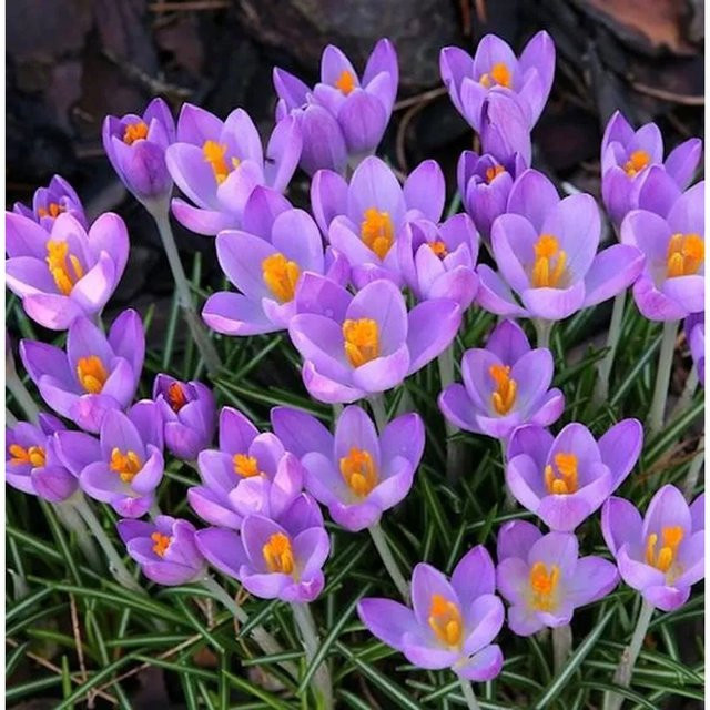 Pracht Herbstkrokus Crocus speciosus in Lila von Nr-01.de - Bild 1