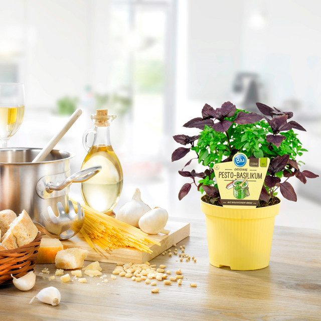 Bio Basilikum Pesto-Basilikum Ocimum basilicum von Mein schöner Garten Shop - Bild 1