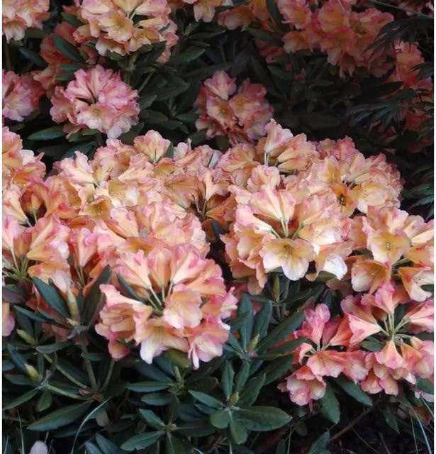 Rhododendron Valencia Yakushimanum Heckenpflanze von Die Nr-01.de, Höhe: 40-50 cm - Bild 1