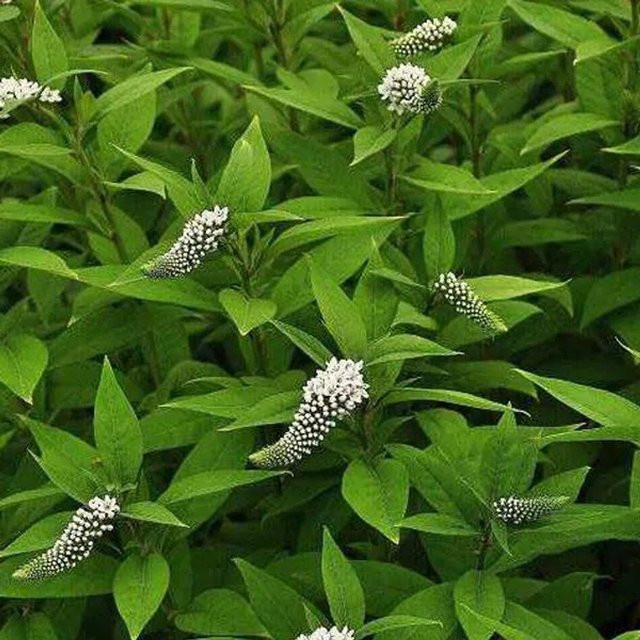 6er Set Arborix Schneefelberich Lysimachia clethroides als weiße Beetrandpflanze im 9cm Topf - Bild 1