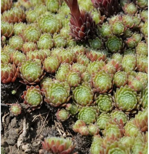 Sempervivum cultorum Dachwurz Mahagoni als mehrjährige Gartenpflanze von Nr-01.de - Bild 1
