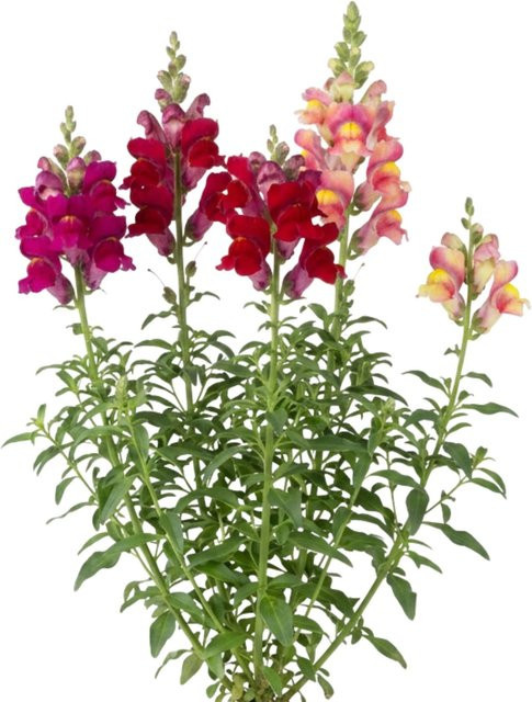 LaCaTho Löwenmäulchen Samen Antirrhinum Majus bunte Beetpflanzen 2000 Stück - Bild 1