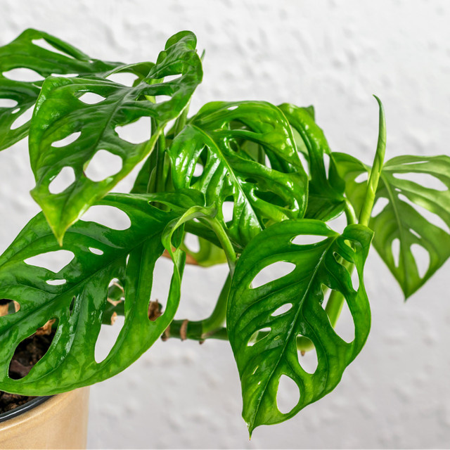 Fensterblatt Adansonii in Grün von Mein schöner Garten Shop - Bild 1