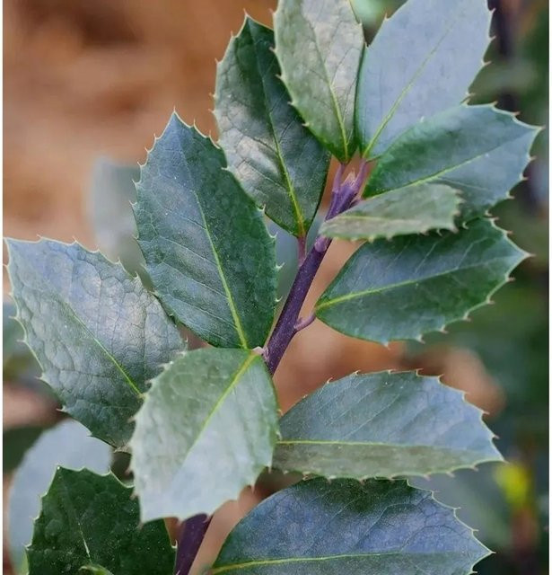 Ilex meserveae Stechpalme Heckenblau als Heckenpflanze, Höhe: 125-150 cm - Bild 1