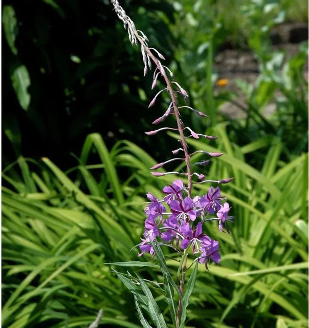 Epilobium angustifolium Weidenröschen Staudenpflanze für Garten und Staudenbeet von Nr-01.de - Bild 1