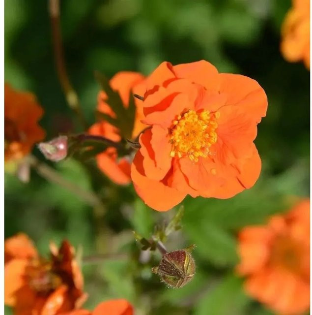 Nelkenwurz Geum coccineum Werner Arends orange Stauden für das Beet - Bild 1