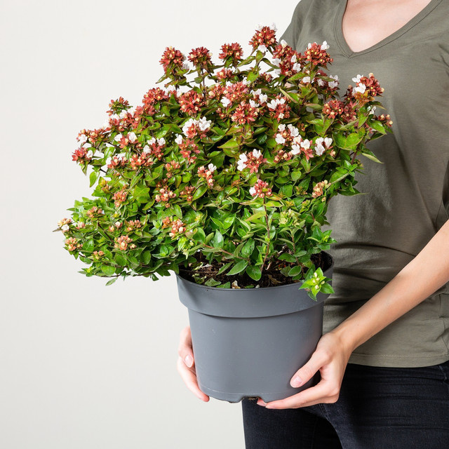Abelia x gandiflora Lady Summerdream Zierstrauch von BLUME2000 - Bild 1