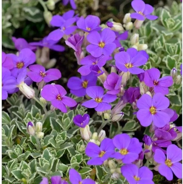 Aubrieta Blaukissen Silberrand - lila mehrjährige Staude für Steingärten und Böschungen - Bild 1