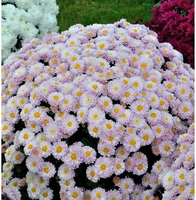 Winteraster Julia Chrysanthemum hortorum als mehrjährige Gartenpflanze im Topf - Bild 1