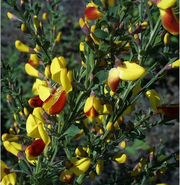 Schmuckginster Firefly Cytisus scoparius gelber Zierstrauch für deinen Garten - Bild 1