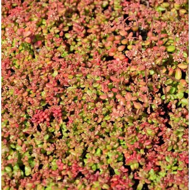 Mauerpfeffer Coral Reef Sedum tetractinum als mehrjährige Bodendecker-Pflanze für den Garten in Grün und Gelb - Bild 1
