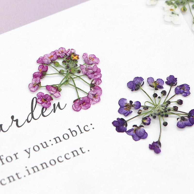 12 Stück Set getrocknete Schneeballblüten in Violett für DIY Schmuckherstellung und Handyhüllen, Größe 1,5-2,5 cm - Bild 2