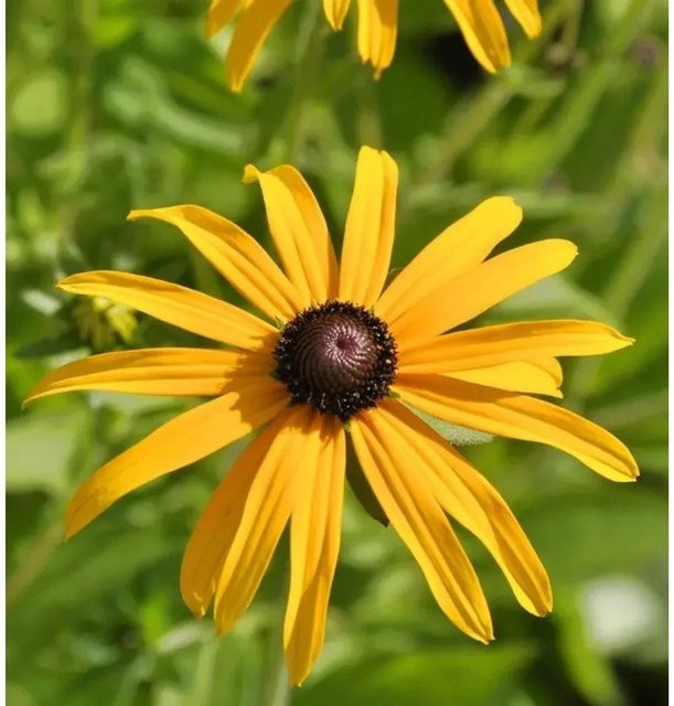 Rudbeckia fulgida Sonnenhut als goldgelbe Staude für Staudenbeete und Schnittblumen - Bild 1