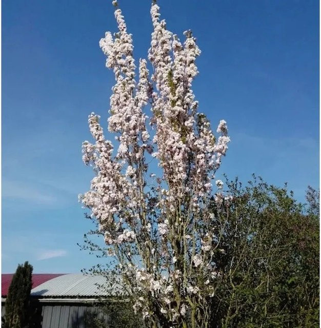 Japanische Säulenkirsche Prunus serrulata mit rosa Blüten von Nr-01.de, Höhe: 80-100 cm - Bild 1