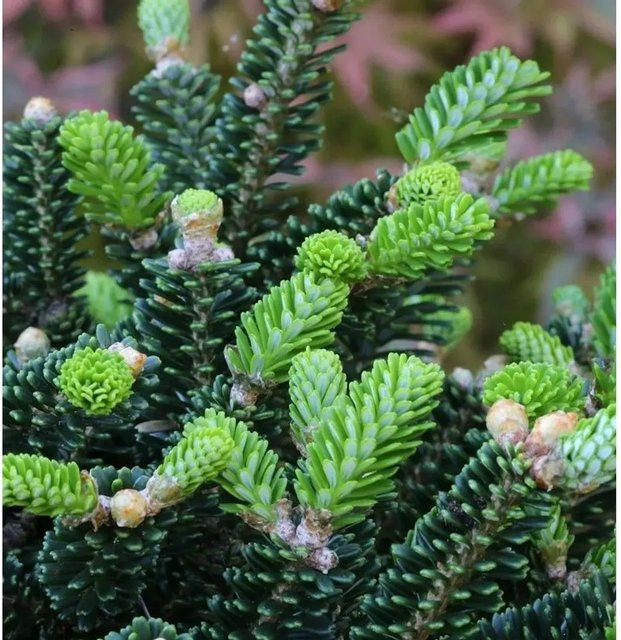 Abies koreana Koreatanne Oberon Koniferenbaum für deinen Garten, Grün, Höhe: 50-60 cm - Bild 1