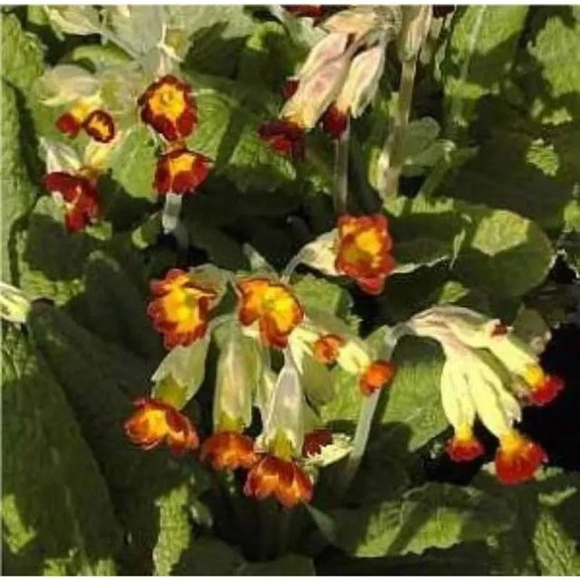 Echte Schlüsselblume Sunset Shades Primula veris als mehrjährige Gartenpflanze - Bild 1
