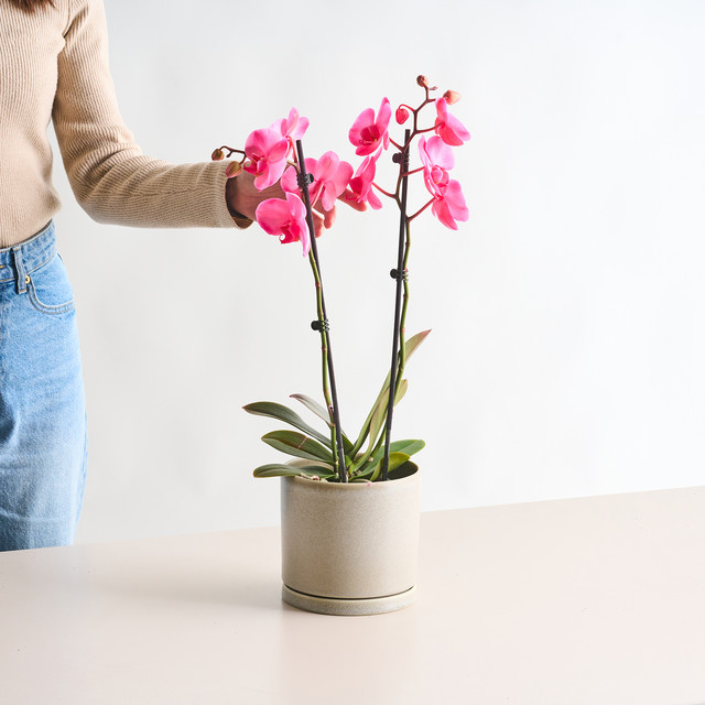 Phalaenopsis Orchidee I am Pink von BLUME2000 in Tischgröße - Bild 1