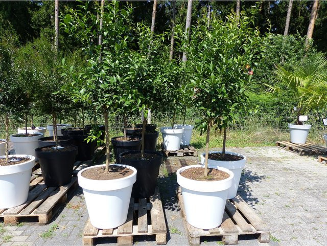 Winterharte japanische Zitrone Citrus Yuzu im E&K Pflanzkübel, Höhe: 190 - 210 cm - Bild 1