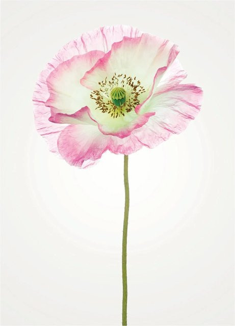 Komar Wandbild Poppy in Pink, B: 30 cm, H: 40 cm - Bild 1