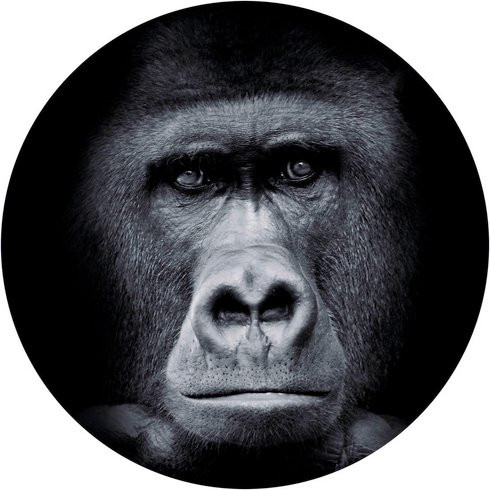 K&L Wall Art Runde Vliestapete Gorilla Safari, mehrfarbig und schwarz, mattes Mural mit Tiermotiv - Bild 1